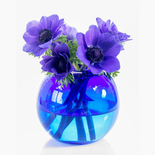 Mr. Fokker Anemone Seeds